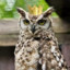 King_owl