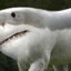 horseshark but zoomed in