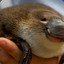 platypus