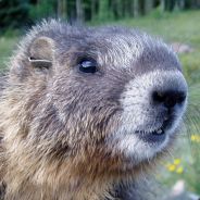 magicmarmot - steam id 76561197964495006