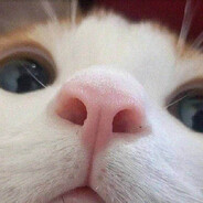 волк с лузстрик