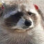 chill_raccoon