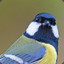 THE GREAT TIT