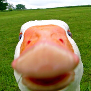 Avatar of Just_Goose