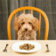 Hungry Labradoodle