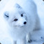 Baby Snow Fox