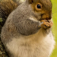 FAT SQUIRREL