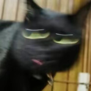 执掌好运的黄黑之王！