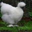 [v0lt] albino water chicken