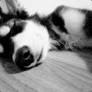 打你妈皮皮虾CCC