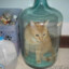 cat in a bottle