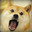 Doge The Dog's avatar