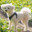 emmie
