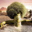 JeBroccoli