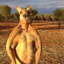 kangaroo big muscles