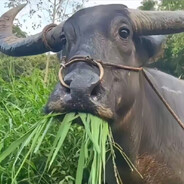 怪我？我不到啊