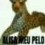Romp (onça pintuda)