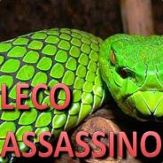 ☢ LECO ASSASSINO ☢