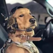 您已被群主移出该聊天群