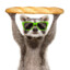 French Raccoon
