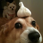 Garlic Doge