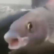 AnexusXT avatar