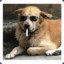 Sir-Barks-Alot