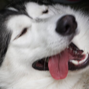 Jaywitz avatar