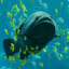 GillytheFish