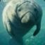 [Matt]Manatee