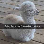[BAE] No Drama Baby Llama