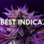 IndicA`