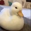 Mr Duckworth