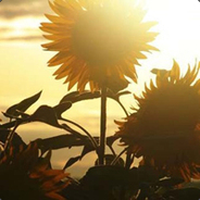 和四个DB打五个SB