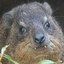hyrax