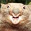 Crazy Wombat