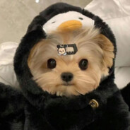 卷福家的小花生