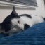 Romeu_OGato