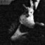 HP Lovecraft&#039;s Cat