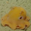 Dumbo Octopus