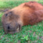 Capivara Má Fase