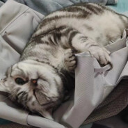 别怕  我给你拉枪线