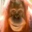 Devious Orangutan