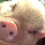 PigDonald