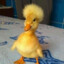 zabe