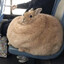 bunny bunny bunny bunny