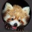 Save the red Panda pls:)