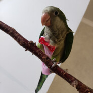 ОХОРОННИК RAUNE