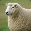 Tooth Ewe