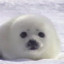 SadBabySeal